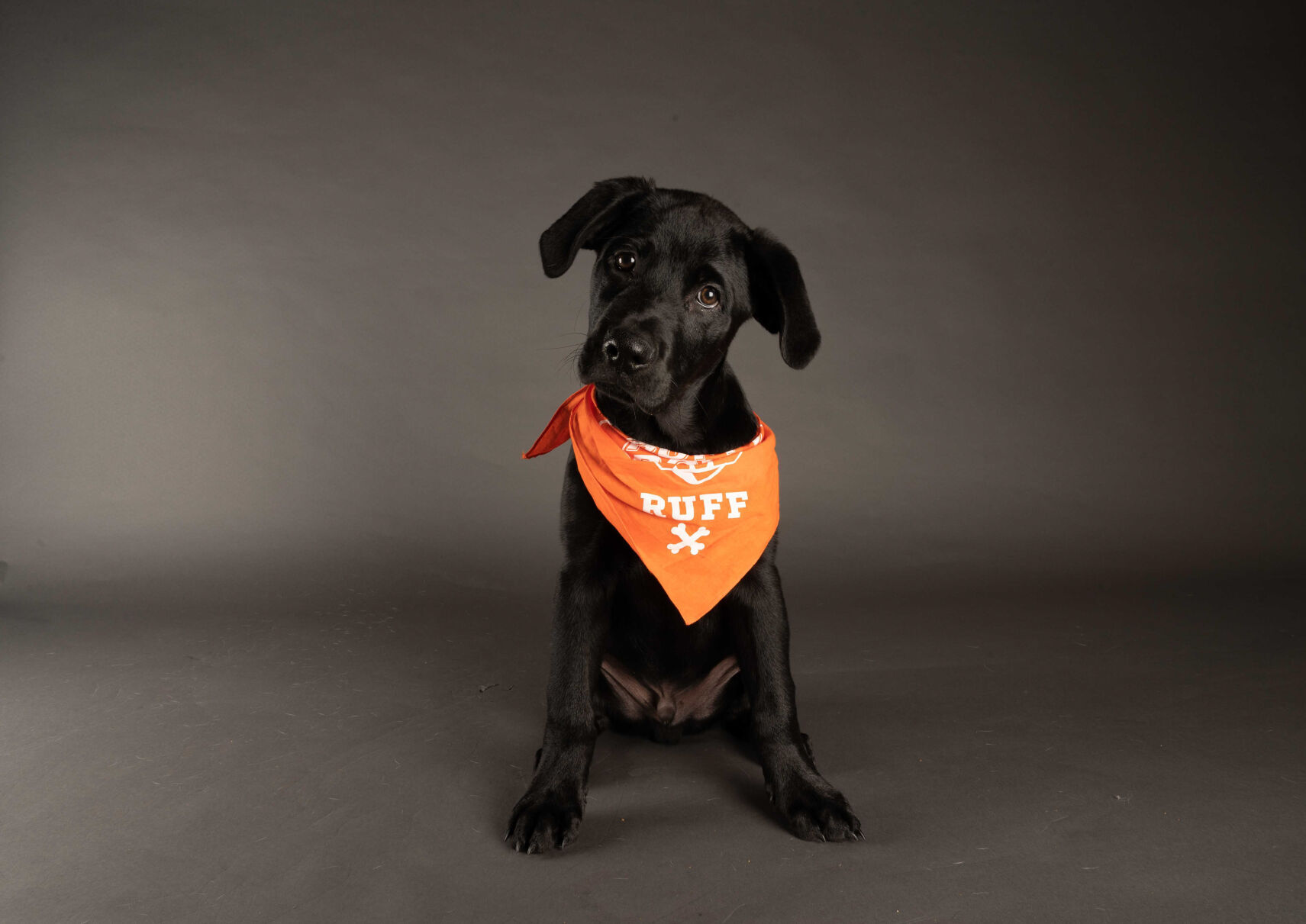 PUPPY BOWL XVII